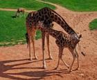 Жираф взрослых и ребенок жирафом